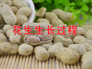 大班科学《花生生长过程》PPT课件教案花生生长过程(幼儿园.pptx