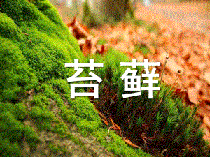 大班科学活动《苔藓》PPT课件大班科学活动——苔藓.pptx