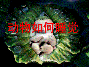 大班科学《动物如何睡觉》PPT课件教案动物如何睡觉(幼儿园大班)定稿.pptx