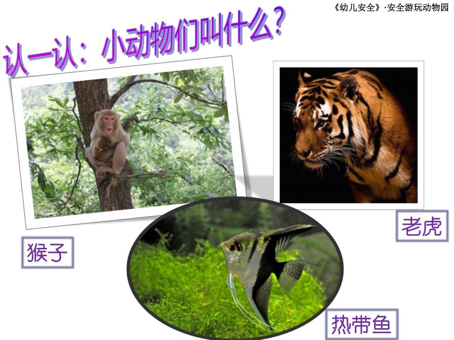 大班安全教育活动《安全游玩动物园》PPT课件.pptx_第3页