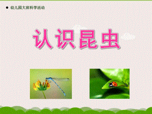大班科学活动《认识昆虫》PPT课件教案幼儿园大班科学活动——认识昆虫.pptx