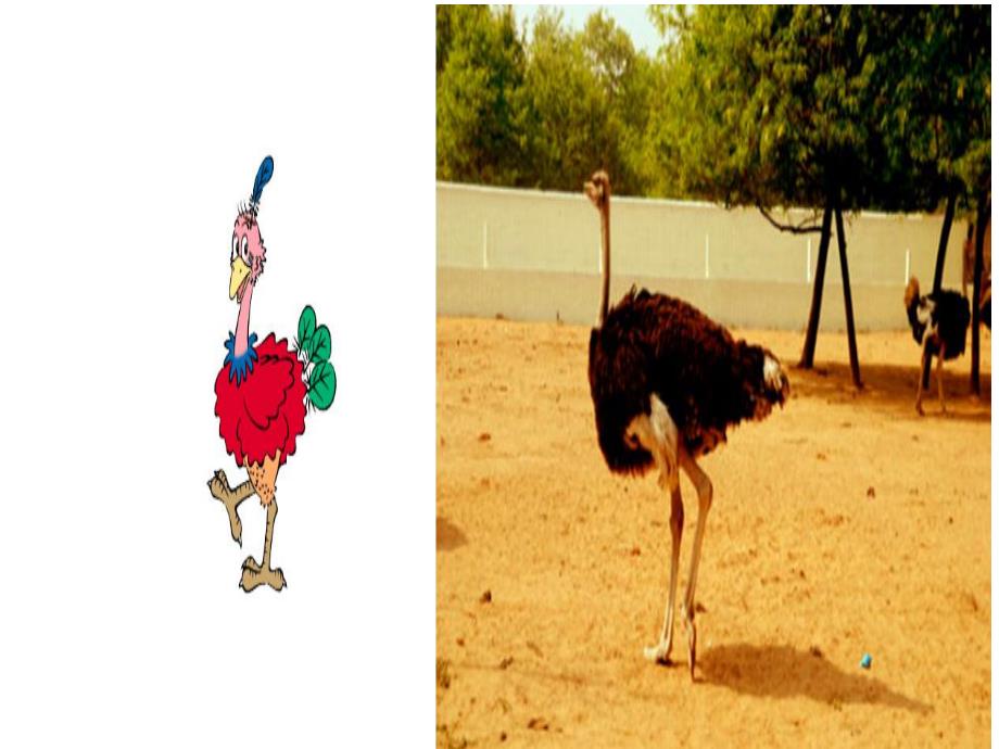 中班音乐歌曲《大鸵鸟》PPT课件教案中班歌曲大鸵鸟.pptx_第2页