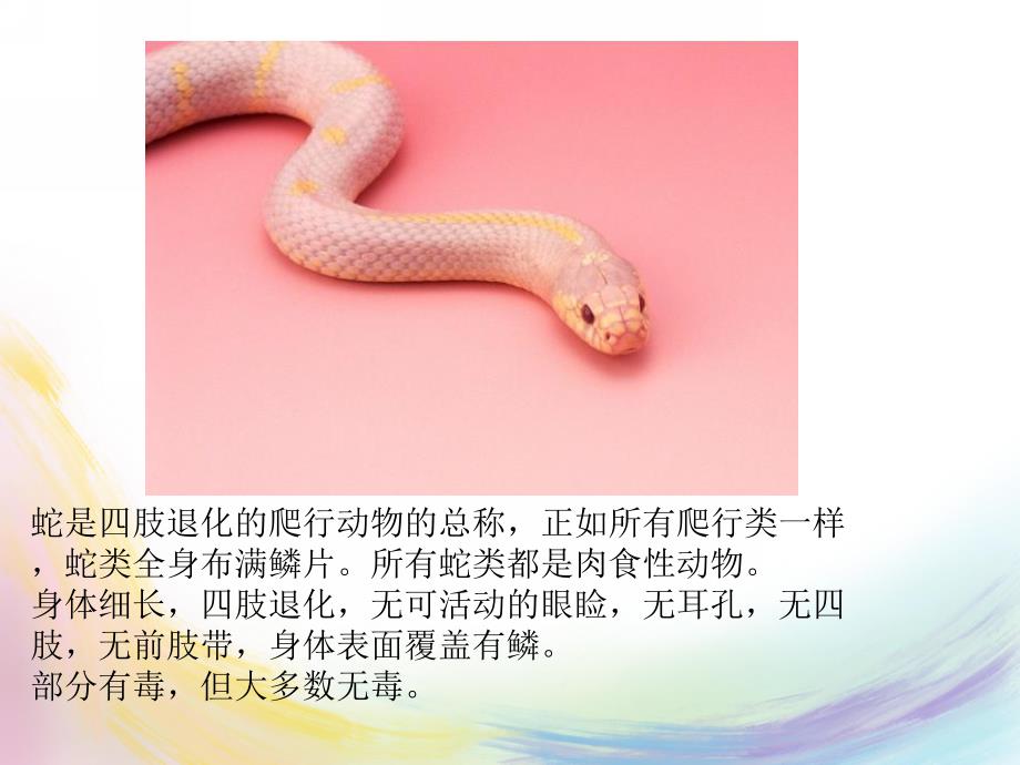 小班《贪吃的小蛇》PPT课件教案小班贪吃的小蛇.pptx_第2页