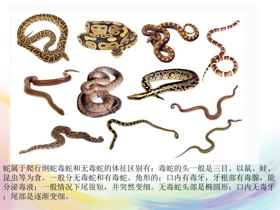 小班《贪吃的小蛇》PPT课件教案小班贪吃的小蛇.pptx_第3页