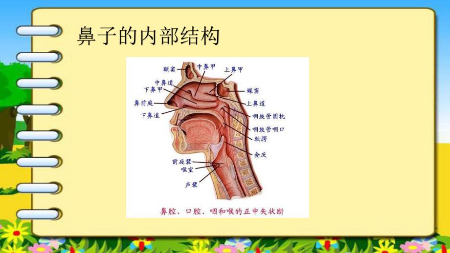 大班健康活动《鼻子的故事》PPT课件教案大班健康活动鼻子的故事.pptx_第3页