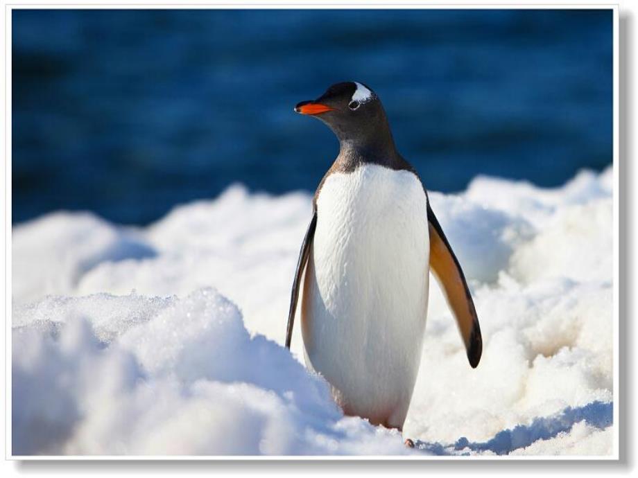 中班艺术《可爱的小企鹅》PPT课件教案.pptx_第3页