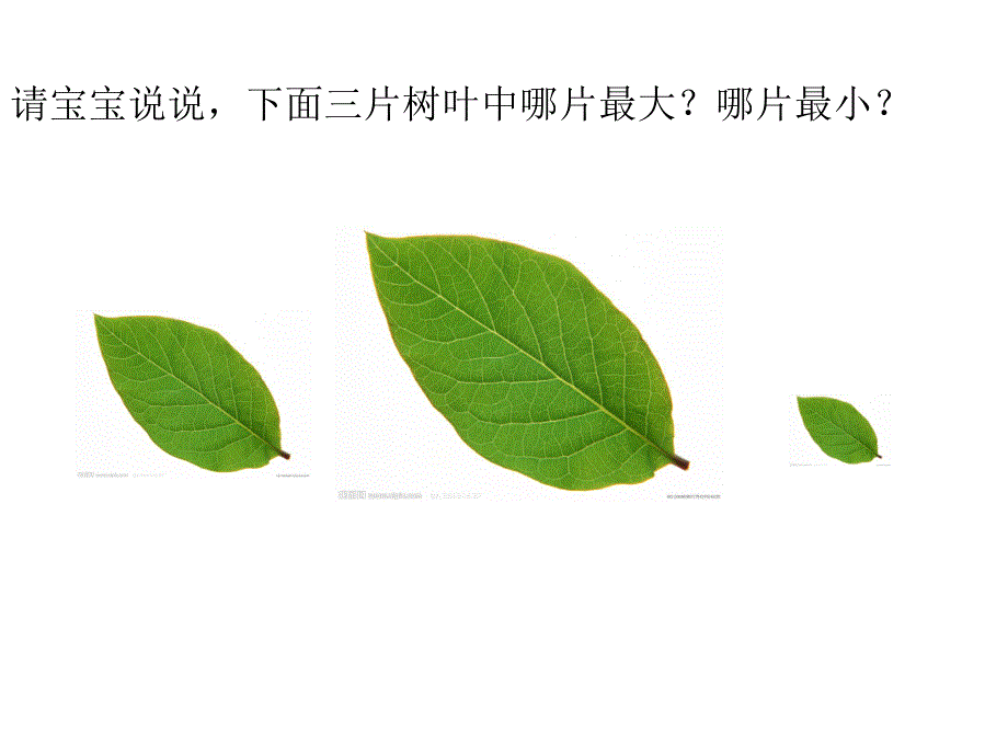 小班数学活动《树叶排队》PPT课件教案树叶排队.pptx_第2页