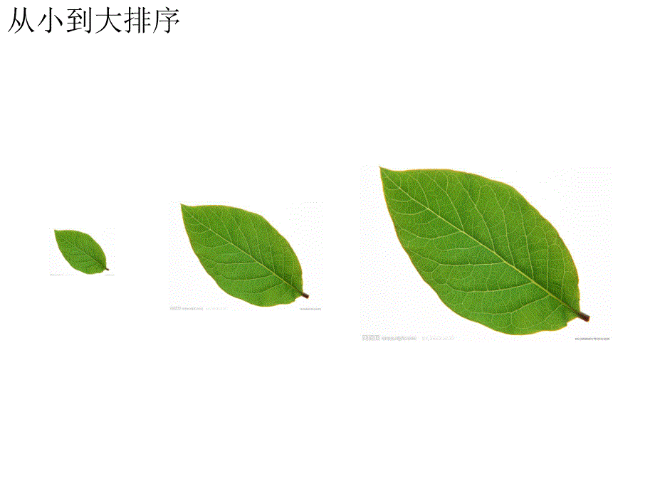 小班数学活动《树叶排队》PPT课件教案树叶排队.pptx_第3页