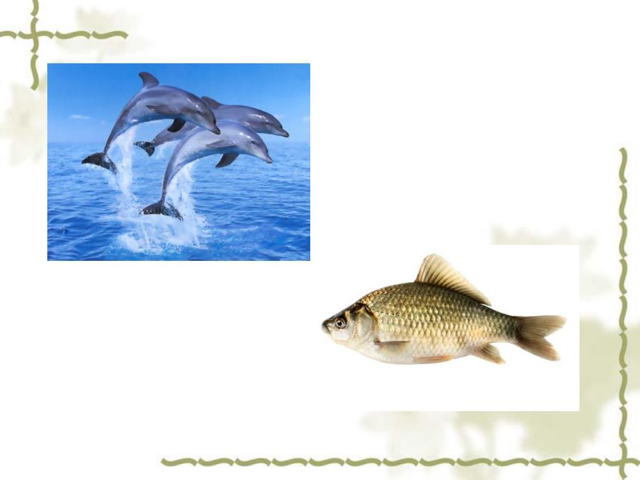 大班数学《说说不一样》课件PPT大班说说不一样.pptx_第3页