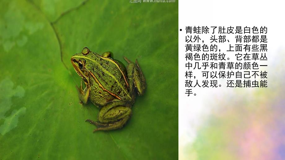 大班科学活动《神奇的动物王国》PPT课件教案神奇的动物王国.pptx_第2页