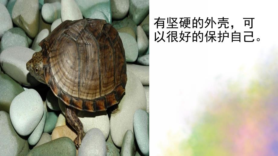 大班科学活动《神奇的动物王国》PPT课件教案神奇的动物王国.pptx_第3页