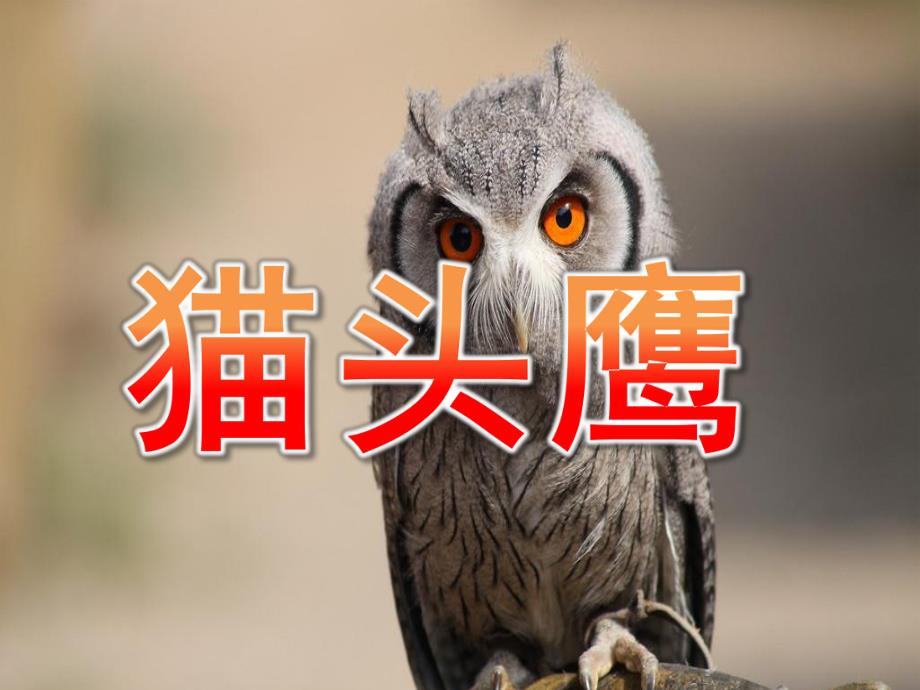 大班美术《猫头鹰》PPT课件教案猫头鹰绘画.pptx_第1页