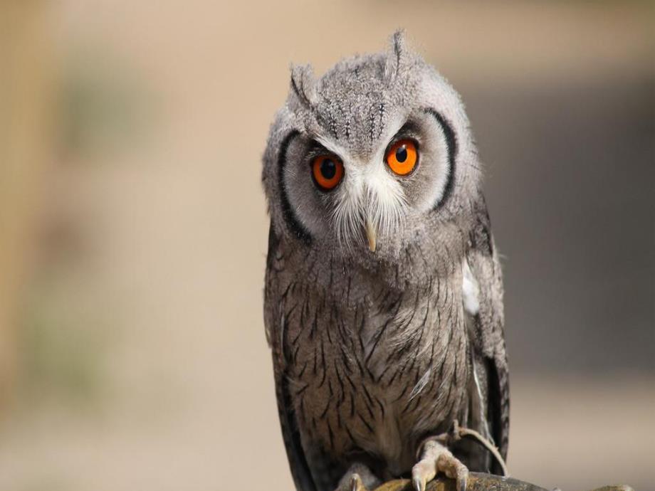 大班美术《猫头鹰》PPT课件教案猫头鹰绘画.pptx_第3页