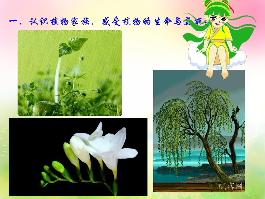 大班社会《神奇的植物世界》PPT课件教案神奇的植物世界.pptx_第3页