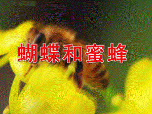 大班社会《蝴蝶和蜜蜂》PPT课件教案蝴蝶和蜜蜂.pptx