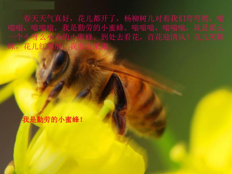 大班社会《蝴蝶和蜜蜂》PPT课件教案蝴蝶和蜜蜂.pptx_第3页