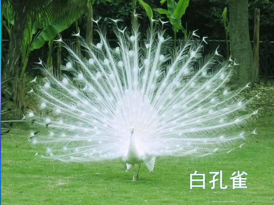 中班美术拓印课件《美丽的孔雀》PPT课件教案美丽的孔雀.pptx_第2页