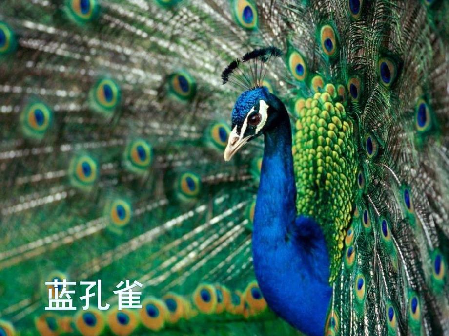 中班美术拓印课件《美丽的孔雀》PPT课件教案美丽的孔雀.pptx_第3页