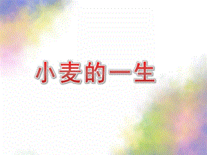 大班科学《小麦的一生》PPT课件教案小麦的一生大班.pptx