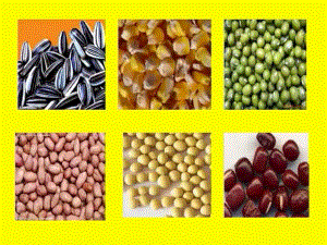 大班科学《种子的旅行》大班科学《种子的旅行》课件.pptx