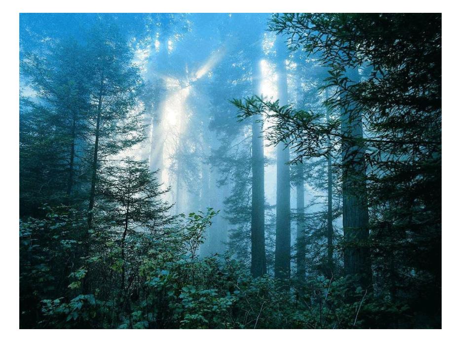 中班美术活动《奇妙的动物车》PPT课件教案PPT课件.pptx_第3页