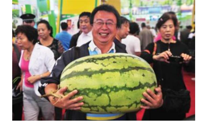 托班科学《甜甜的西瓜》PPT课件教案托班科学活动：甜甜的西瓜.pptx_第3页