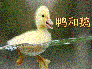 小班音乐《鸭和鹅》PPT课件教案科学：鸭子和鹅.pptx