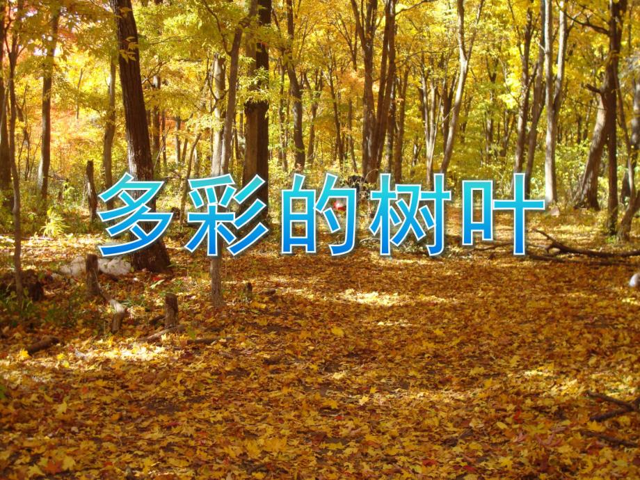 幼儿园《多彩的树叶》PPT课件教案多彩的树叶.pptx_第1页