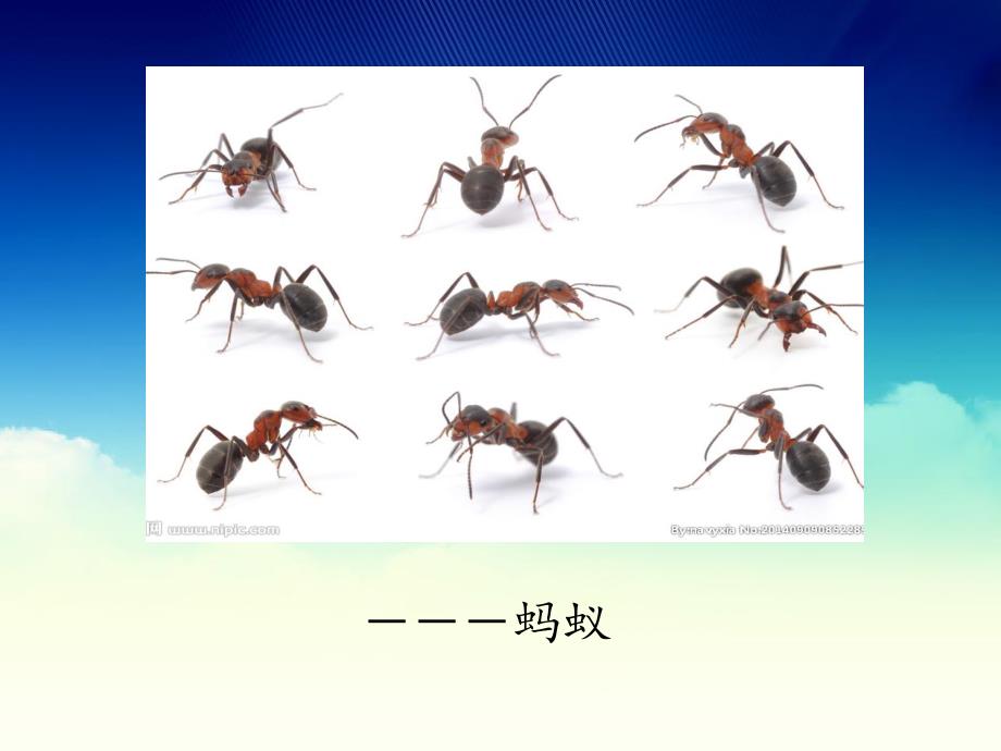 中班故事《小蚂蚁大力士》PPT课件幼儿园PPT--蚂蚁王国--演讲--材料.ppt_第3页