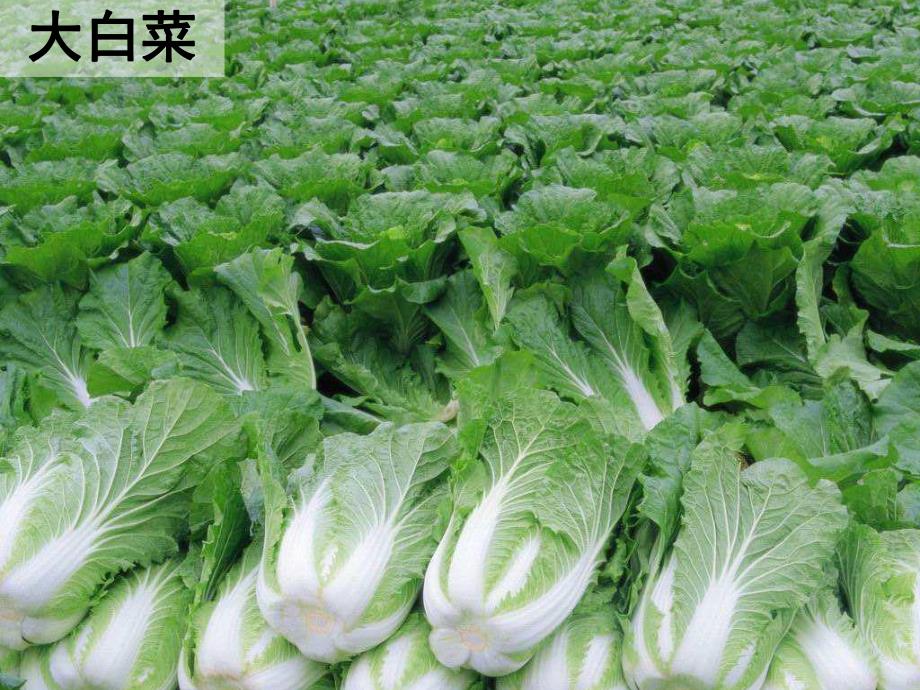 中班健康《好吃的蔬菜》PPT课件教案PPT课件.ppt_第3页