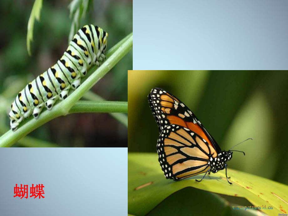 中班科学《这是谁的宝宝（成虫与幼虫）》PPT课件中班科学《这是谁的宝宝（成虫与幼虫）》PPT课件.ppt_第3页