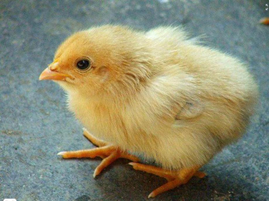 我从哪里来PPT课件教案图片PPT课件.pptx_第3页