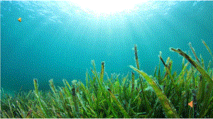 课件+配乐海草.pptx