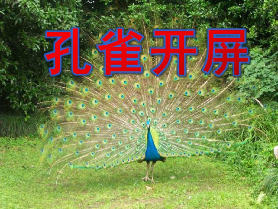 中班美术《孔雀开屏》PPT课件教案《孔雀开屏》课件.ppt_第1页