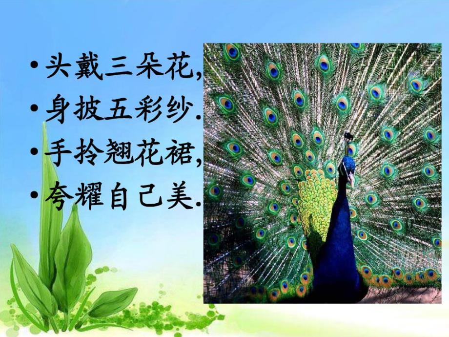 中班美术《孔雀开屏》PPT课件教案《孔雀开屏》课件.ppt_第3页