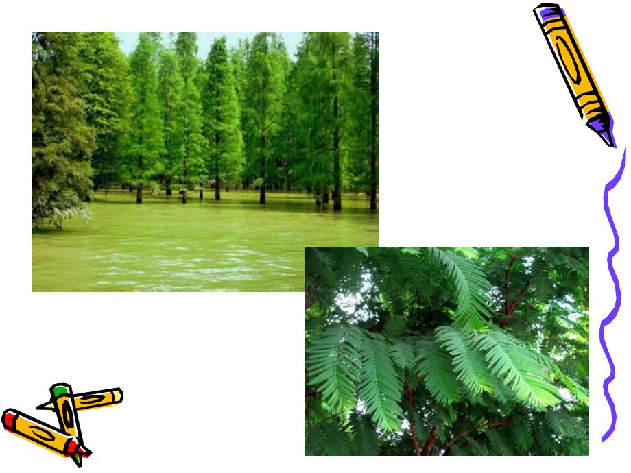 中班科学《高高的水杉》PPT课件教案PPT课件.ppt_第3页