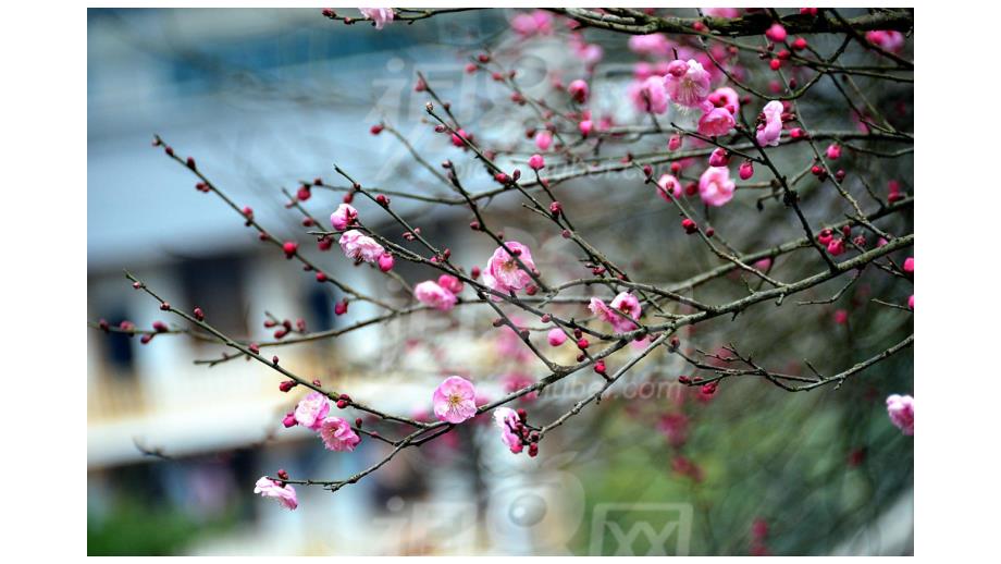 中班美术活动《美丽的腊梅花》PPT课件教案PPT课件.ppt_第3页