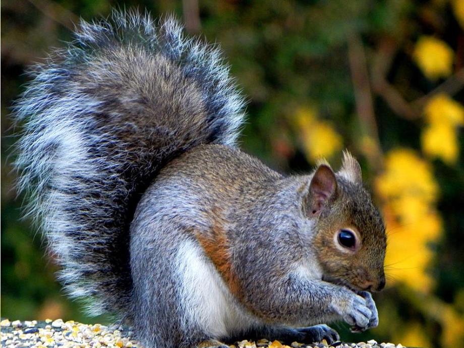 幼儿园动物的尾巴PPT课件教案图片中班科学动物的尾巴.pptx_第3页