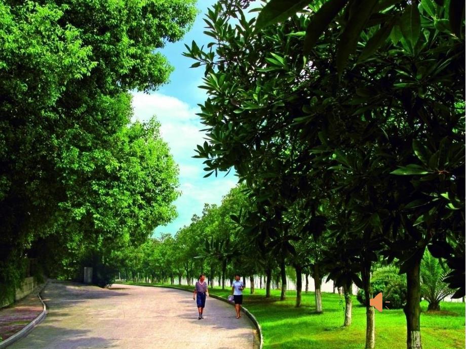 中班美术《马路边的树》PPT课件教案马路边的树.ppt_第2页