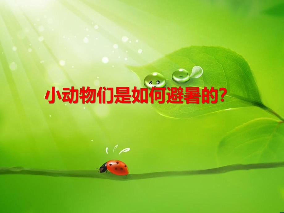 中班科学《小动物们是如何避暑的?》PPT课件中班科学《小动物们是如何避暑的?》PPT课件.ppt_第1页