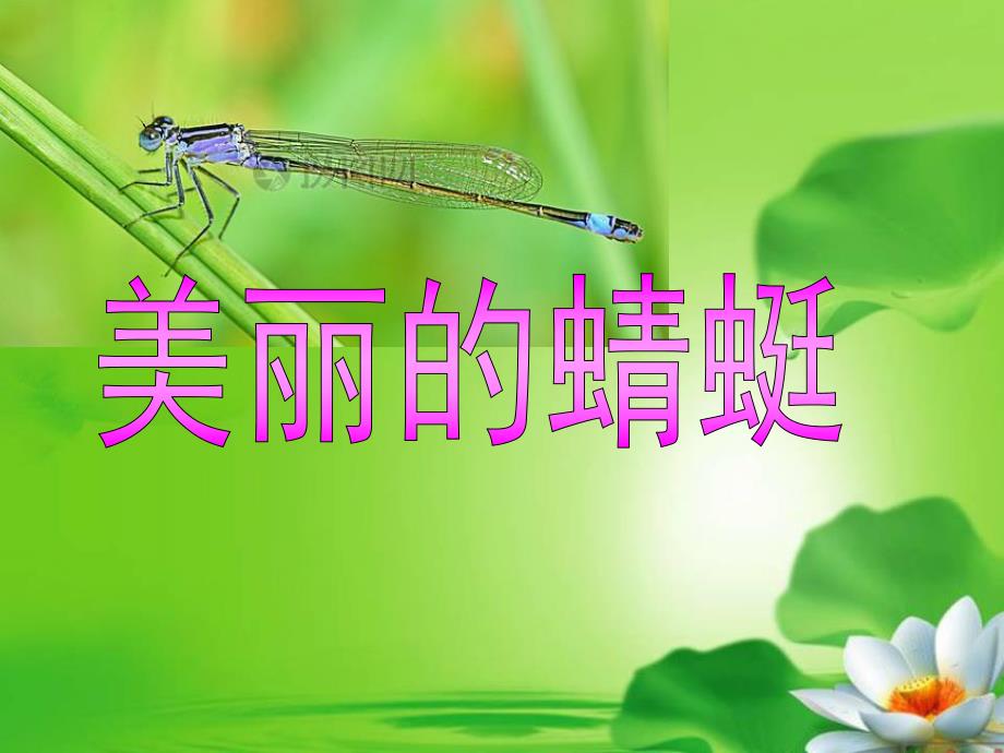 中班科学《美丽的蜻蜓》PPT课件美丽的蜻蜓.ppt_第1页
