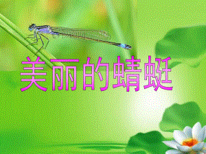 中班科学《美丽的蜻蜓》PPT课件美丽的蜻蜓.ppt