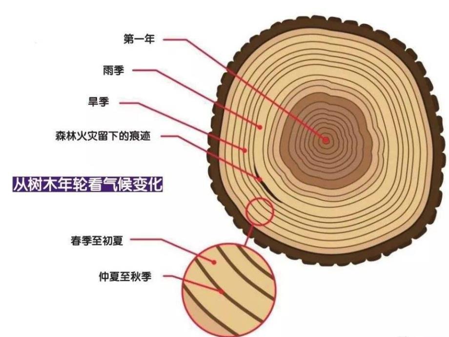 幼儿园树的轮PPT课件教案PPT课件.pptx_第3页
