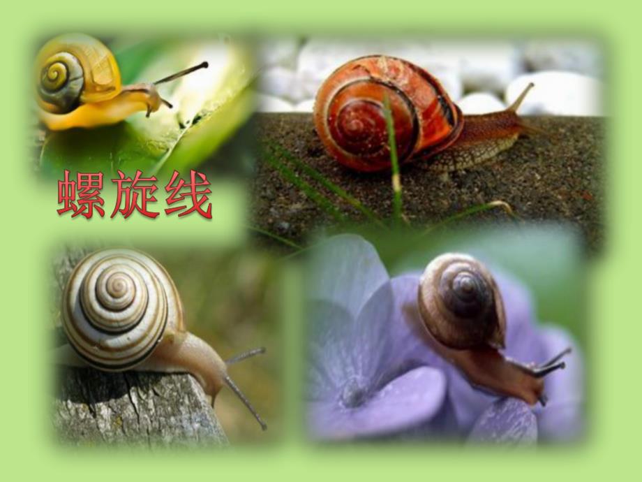 中班美术《美丽的大蜗牛》PPT课件教案ppt课件.ppt_第2页