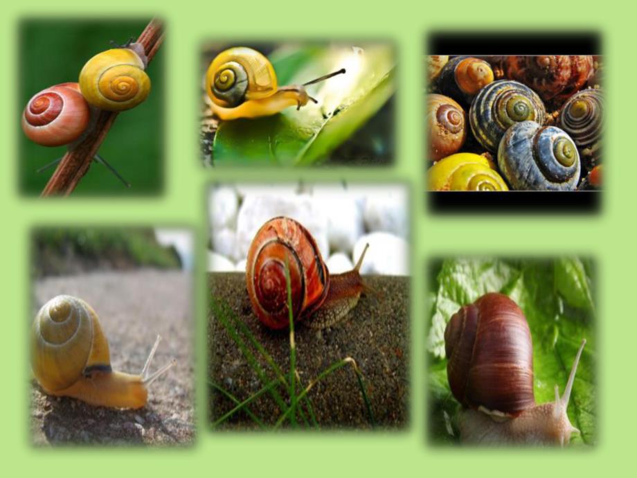 中班美术《美丽的大蜗牛》PPT课件教案ppt课件.ppt_第3页