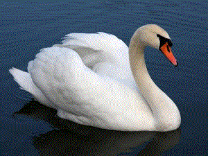 26大班律动游戏《天鹅》视频+教案+简谱+音乐+课件单只天鹅.ppt