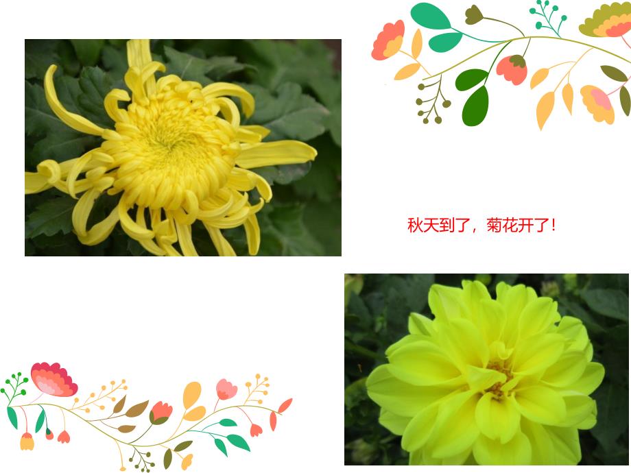 中班天《菊花开》PPT课件教案PPT课件.ppt_第3页