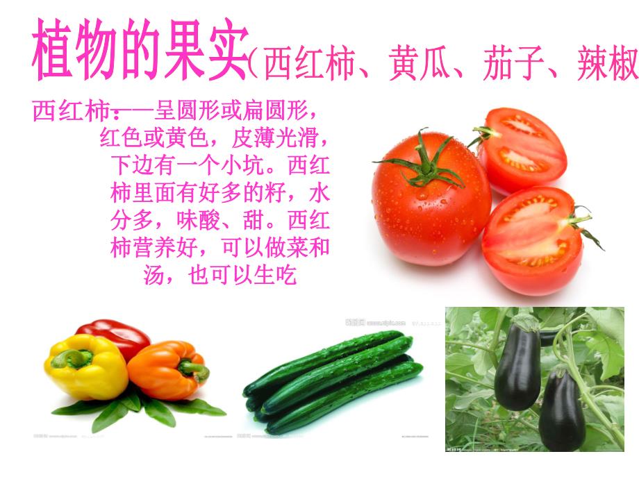 中班《蔬菜品种多》PPT课件蔬菜品种多--中班.ppt_第3页