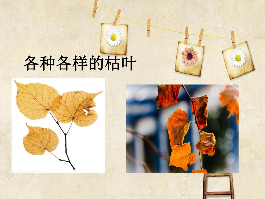 中班美术《枯叶也漂亮》PPT课件中班美术《枯叶也漂亮》PPT课件.ppt_第2页