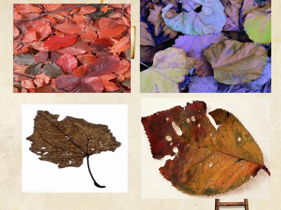 中班美术《枯叶也漂亮》PPT课件中班美术《枯叶也漂亮》PPT课件.ppt_第3页